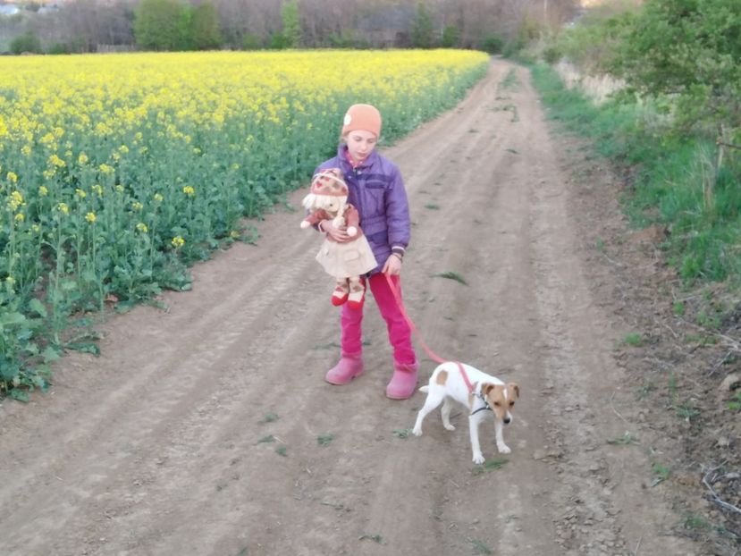  - Jack Russell Terrier-mascul monta-femele- cățeluși