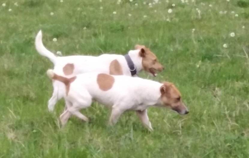  - Jack Russell Terrier-mascul monta-femele- cățeluși