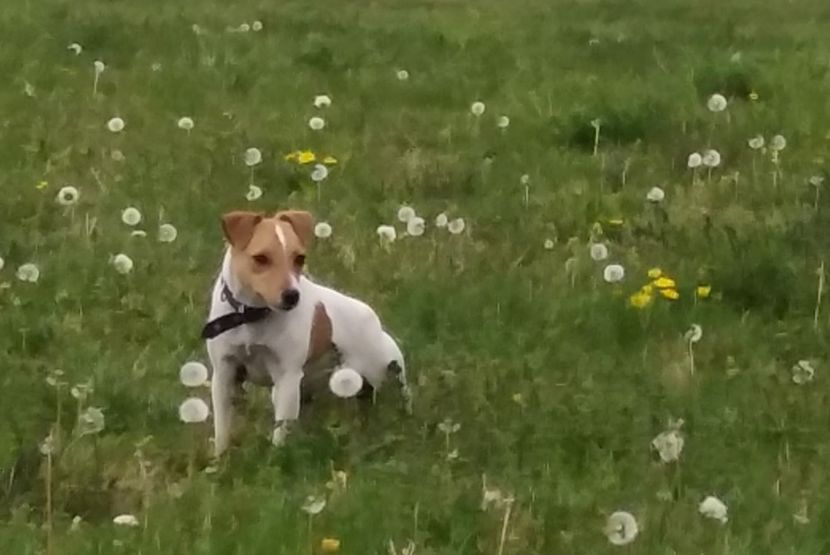  - Jack Russell Terrier-mascul monta-femele- cățeluși