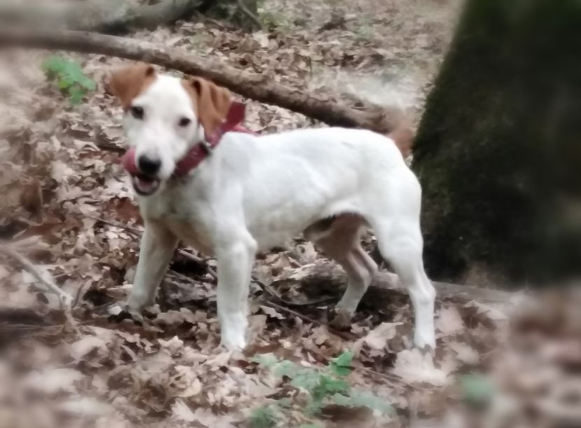 . - Jack Russell Terrier-mascul monta-femele- cățeluși