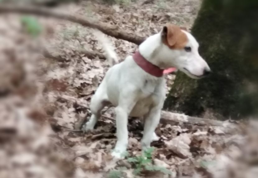  - Jack Russell Terrier-mascul monta-femele- cățeluși