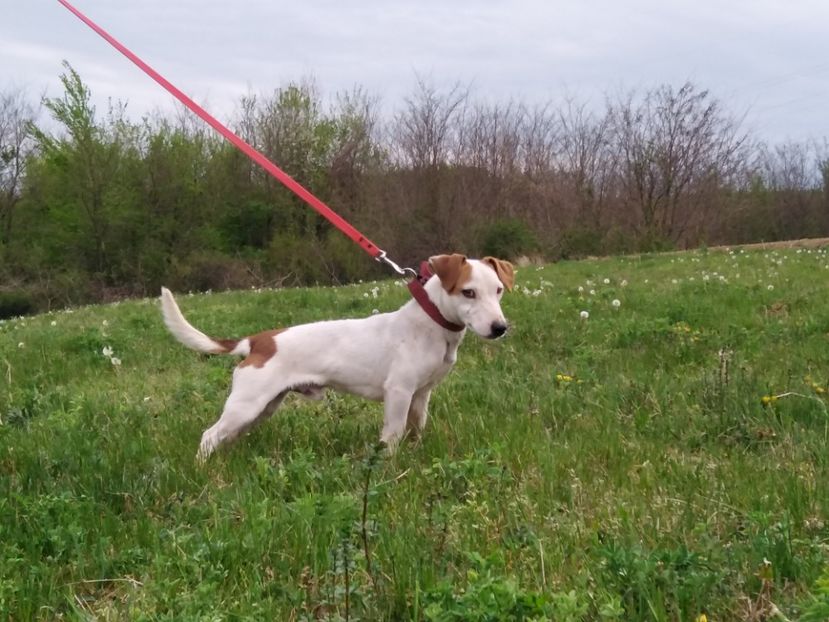  - Jack Russell Terrier-mascul monta-femele- cățeluși
