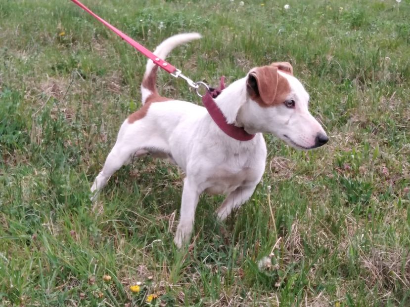  - Jack Russell Terrier-mascul monta-femele- cățeluși