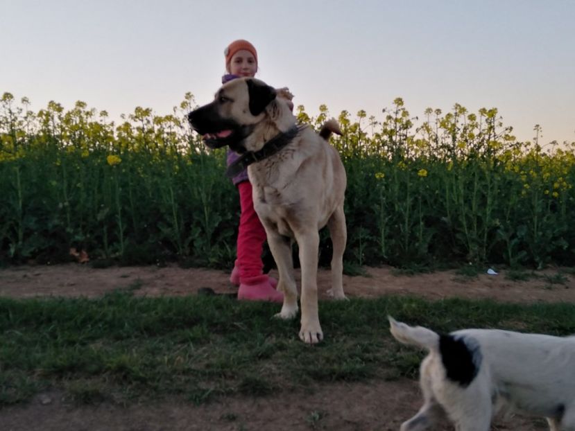  - KANGAL- ciobanesc de Anatolia - avem catei disponibili 0744351924