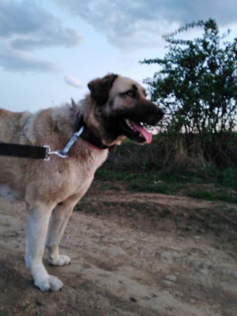  - KANGAL- ciobanesc de Anatolia - avem catei disponibili 0744351924