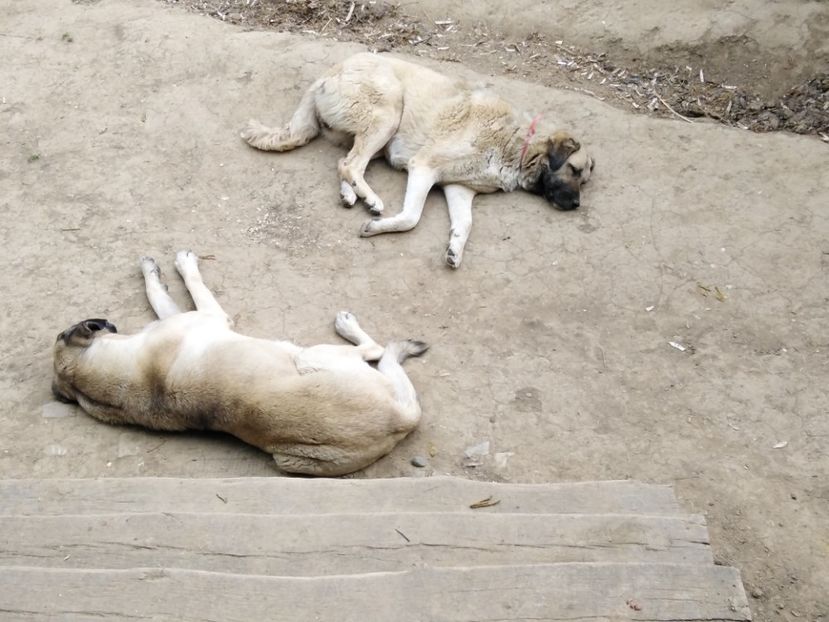  - KANGAL- ciobanesc de Anatolia - avem catei disponibili 0744351924