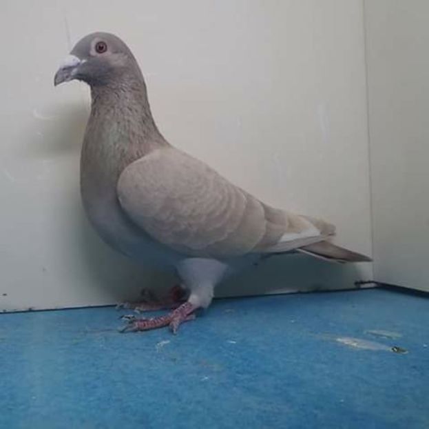  - NU AMI APARTIN 2020