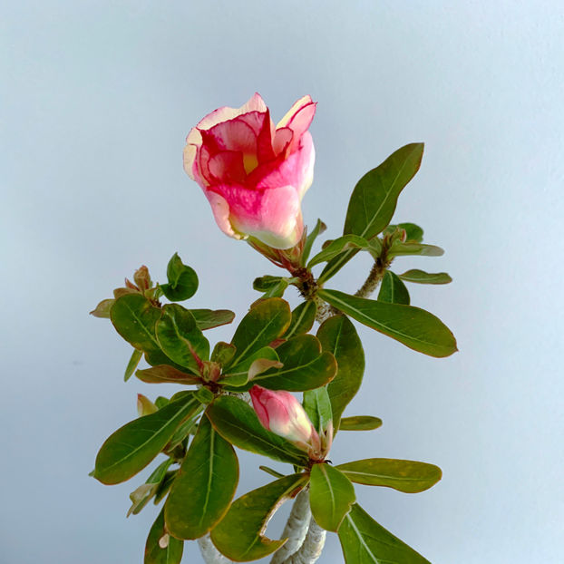  - Plante de interior 2020