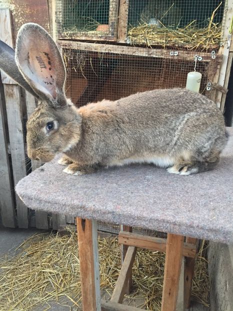 0E66CF4A-2048-4AE3-BD54-61A0572832A6 - RO 8-11997