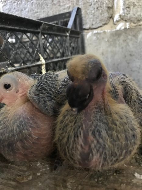 53B1A060-009A-4EA7-852D-E4AFAC8EC5FF - Pui 2020