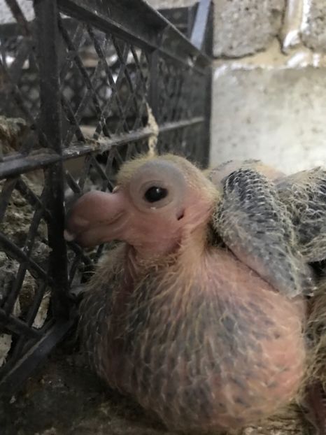 F500E1FA-79E0-46A6-B445-2E1FB7BE2F75 - Pui 2020