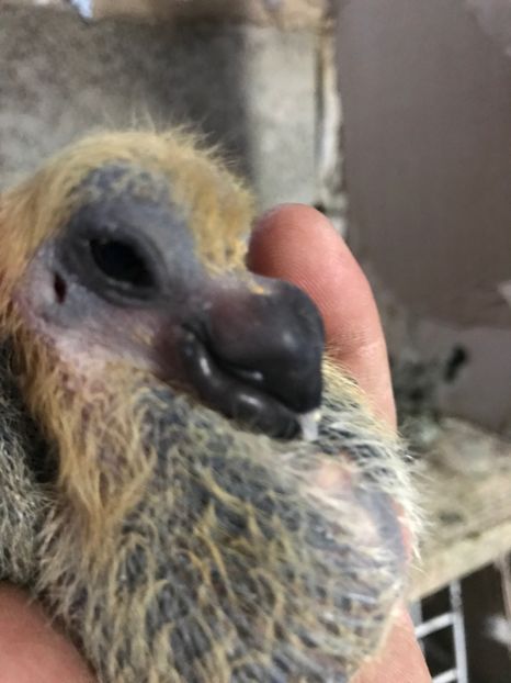 34BC9BDF-4B0F-46C0-93A2-0859B201DCF9 - Pui 2020