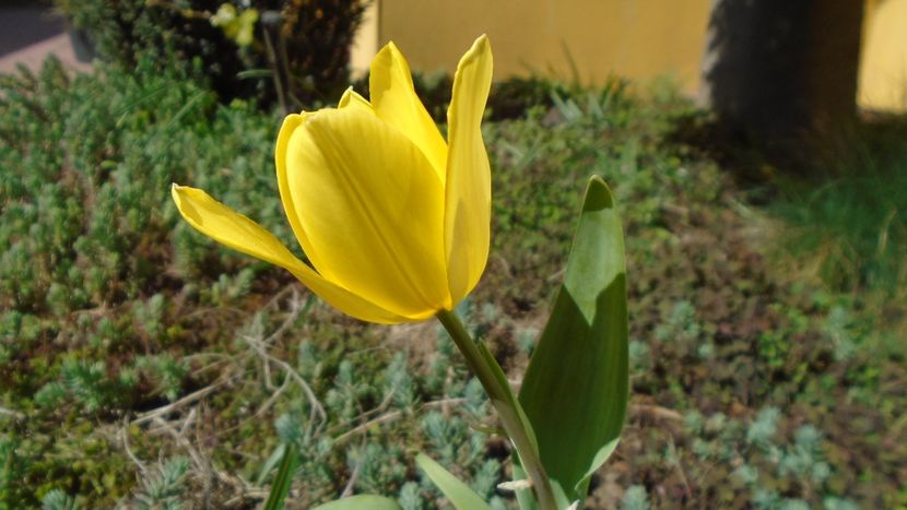 Lalele - Primavara 2020