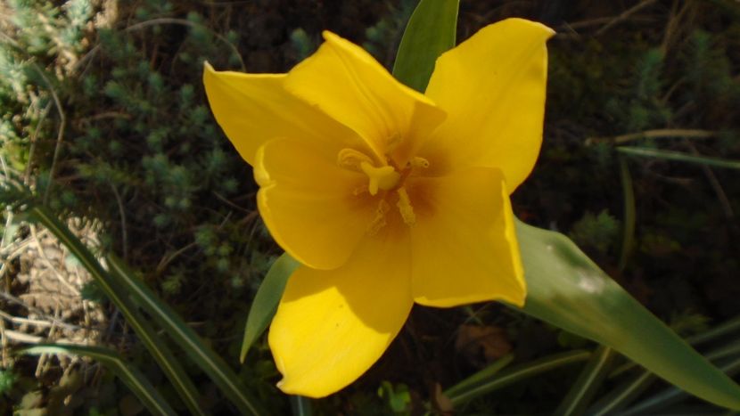 Lalele - Primavara 2020