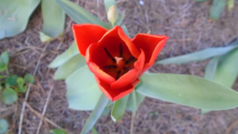 Lalele - Primavara 2020