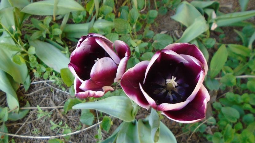 Lalele - Primavara 2020