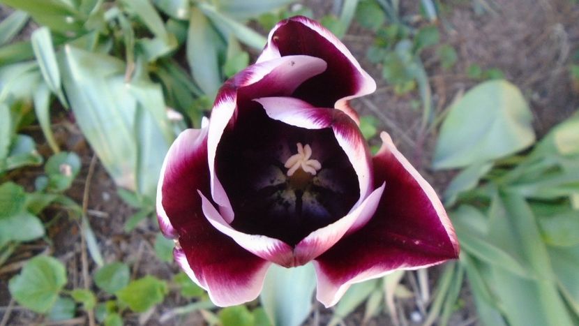 Lalele - Primavara 2020