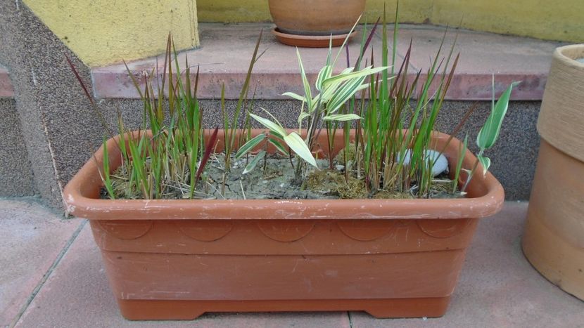 Iarba decorativa si bambus - Primavara 2020