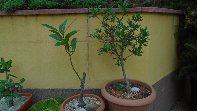 Bonsai si prebonsai - Primavara 2020