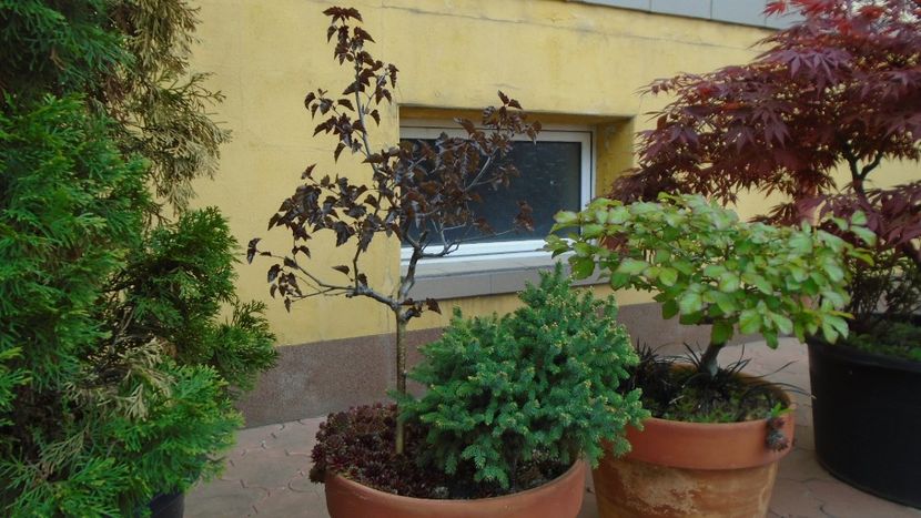 Bonsai si prebonsai - Primavara 2020