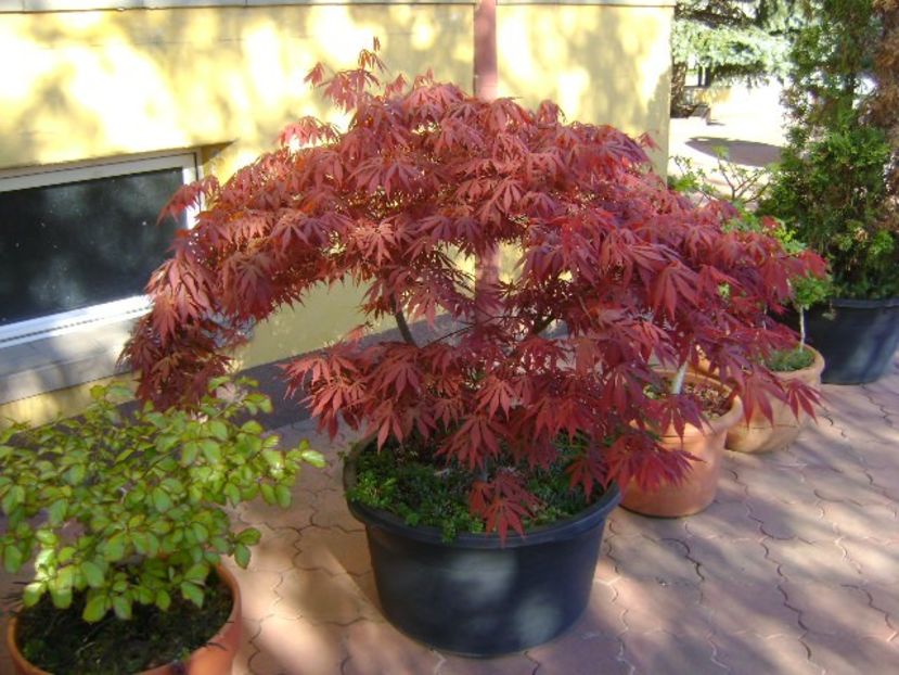 Bonsai si prebonsai - Primavara 2020