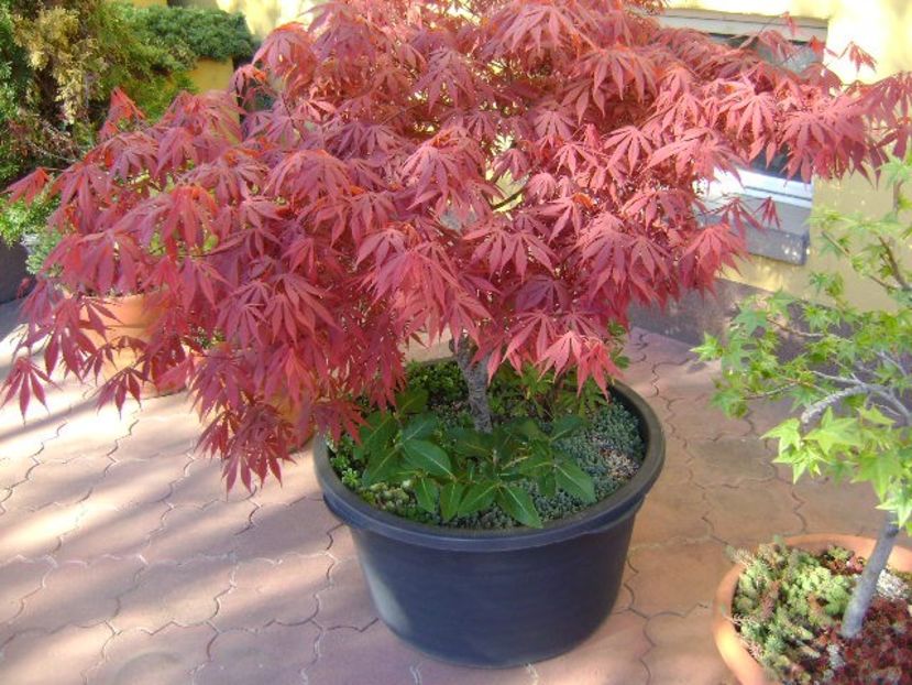 Bonsai si prebonsai - Primavara 2020