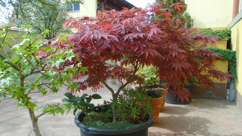 Bonsai si prebonsai - Primavara 2020