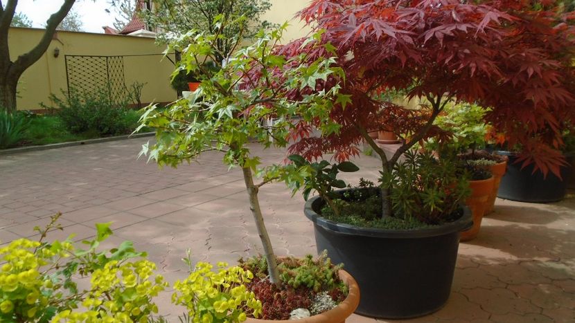 Bonsai si prebonsai - Primavara 2020