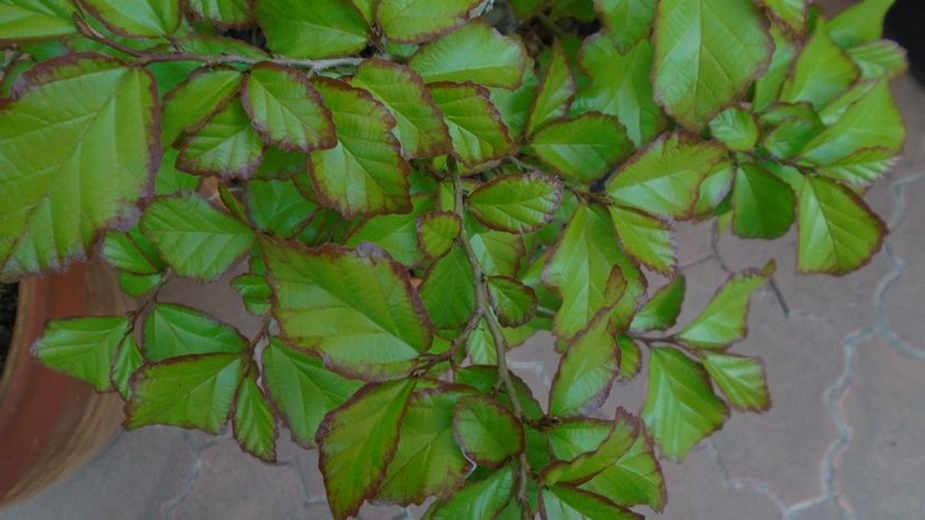 Bonsai si prebonsai - Primavara 2020