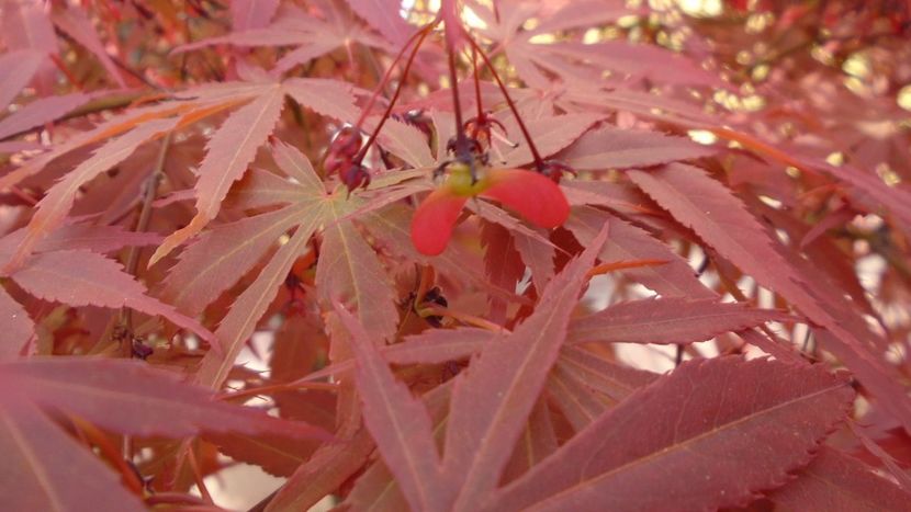 Fructe de artar japonez - Primavara 2020