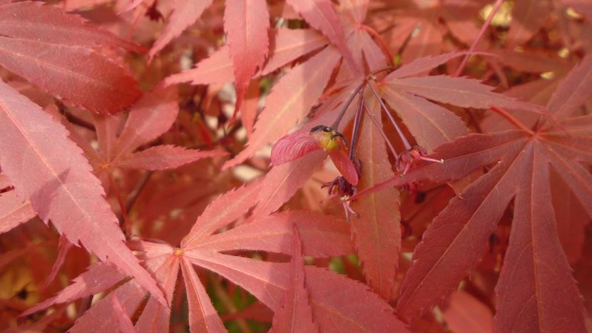 Fructe de artar japonez - Primavara 2020