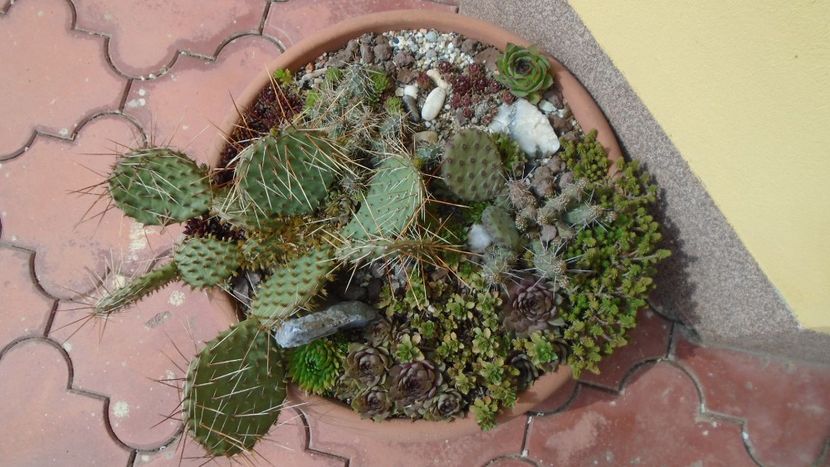 Minirocarie - Primavara 2020