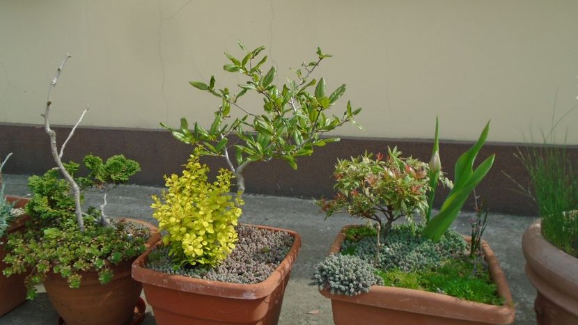 Bonsai si prebonsai - Primavara 2020