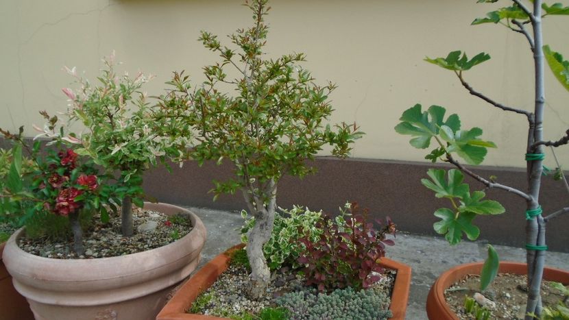 Bonsai si prebonsai - Primavara 2020