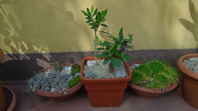 Bonsai si prebonsai - Primavara 2020