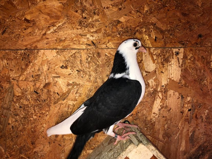 8482  femelă  2020_2 - tineret 2020