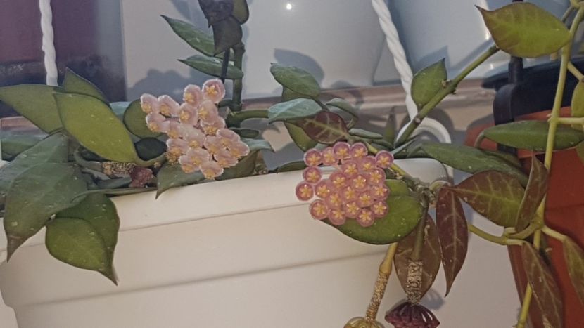 Lacunosa tove/cv rebbeca - 0 hoya infloriri in grup