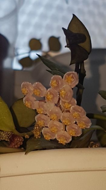  - 0 hoya infloriri in grup