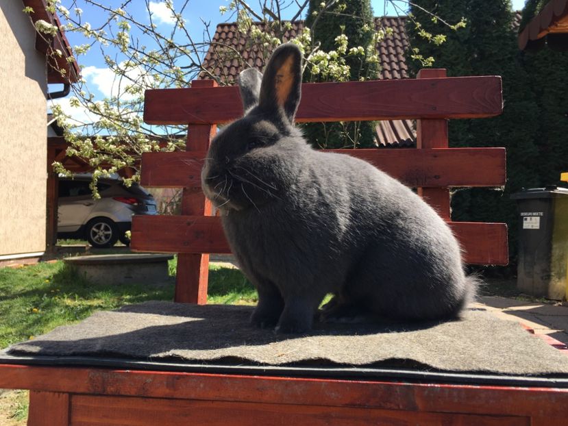 D587620F-4EC8-49DE-AD88-BC90D3F5BE31 - Vienez albastru-generația 2019