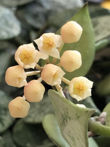 8B934727-891D-4FCD-A443-E970862DC326 - Lacunosa cv Eskimo