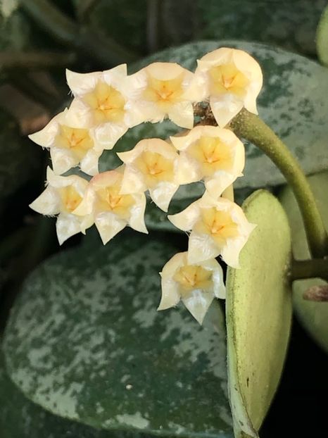 AEAACEDE-5552-423E-9604-F7112831FEBD - Lacunosa cv Eskimo