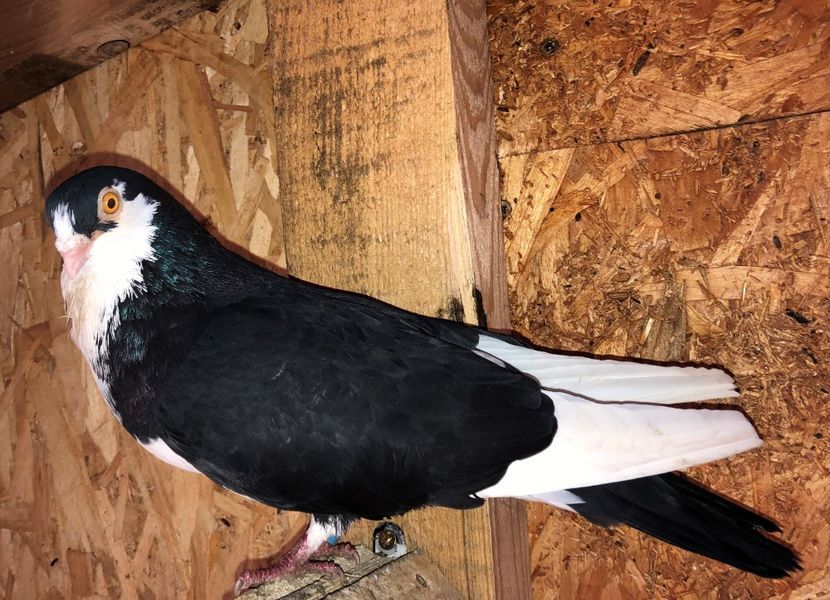 mascul  2018 - 0000001 prin voliere