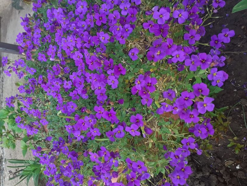 Aubrieta - 2020