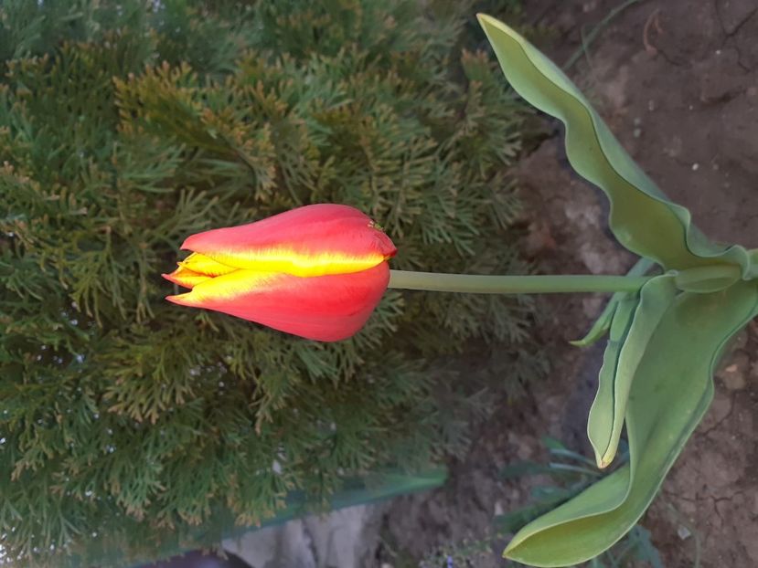 IMG-20200422-WA0029 - 2020