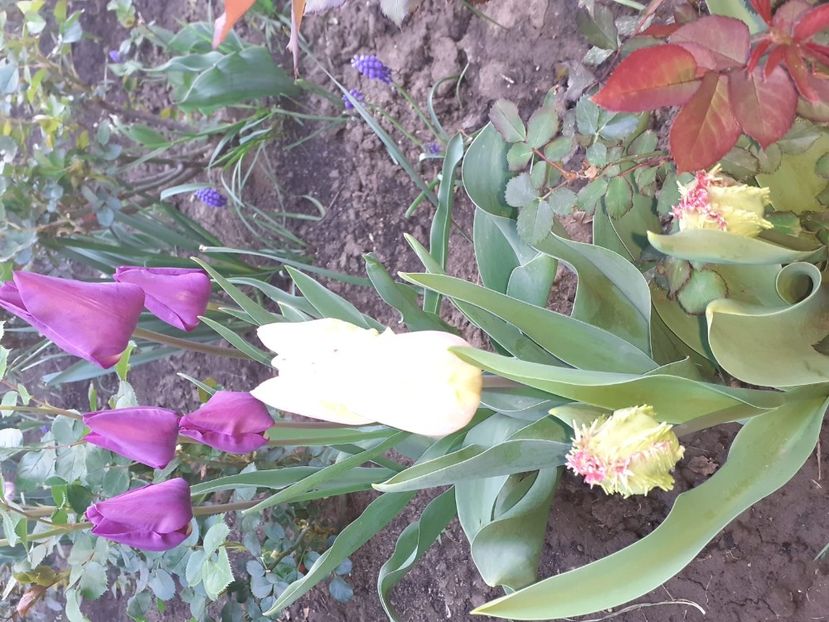 IMG-20200422-WA0024 - 2020