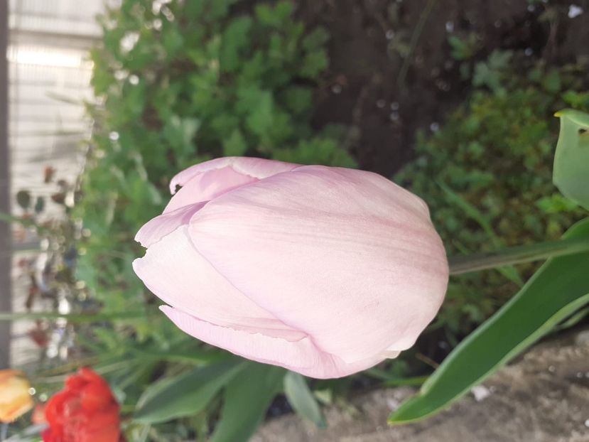 IMG-20200422-WA0019 - 2020