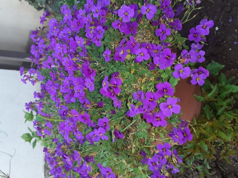 IMG-20200422-WA0007 - 2020