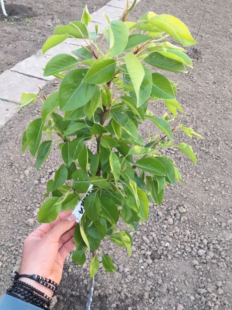  - ZZZ Pomi si arbuști fructiferi ZZZ