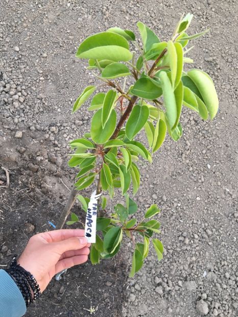  - ZZZ Pomi si arbuști fructiferi ZZZ