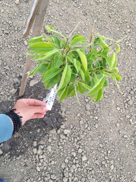  - ZZZ Pomi si arbuști fructiferi ZZZ